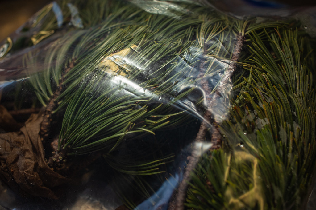 Jeunes arbres fruitiers en conteneur alignés à la pépinière