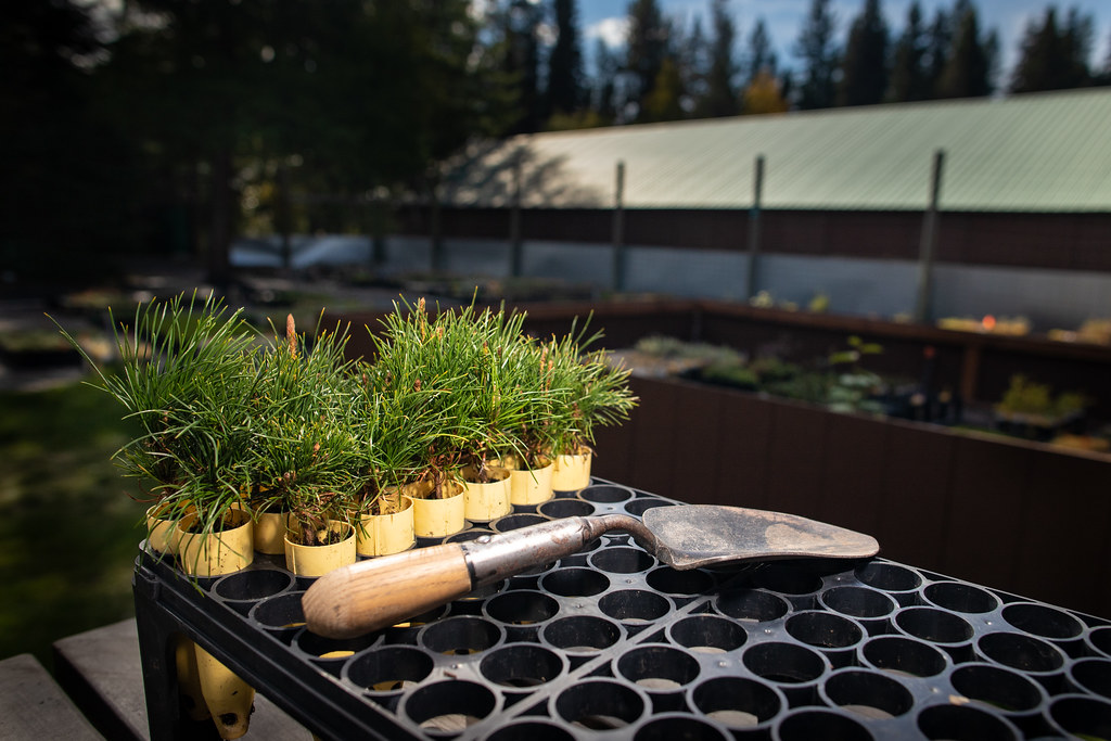 Massif de plantes vivaces fleuries cultivées en pépinière